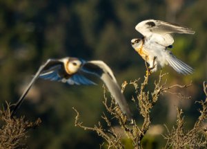 White-tailed kite fly-by