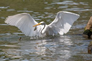 Great Egret with catch