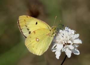 Eastern Pale Clouded Yellow