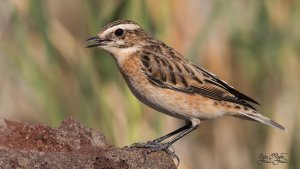 Whinchat  Saxicola rubetra