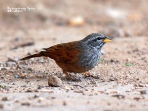 House Bunting