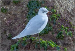 Mediterranean Gull