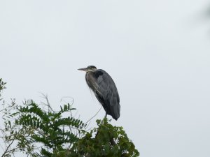 heron high in tree