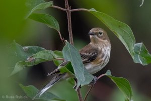 Yellow-Rumped Warbler (I think)