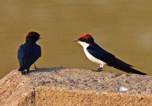 Wire tailed swallow