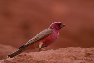 Sinai Rosefinch