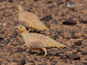 Spotted Sandgrouse