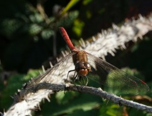 Common Darter