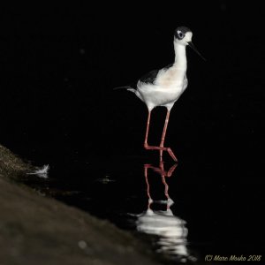 Black-necked Stilt ... at night