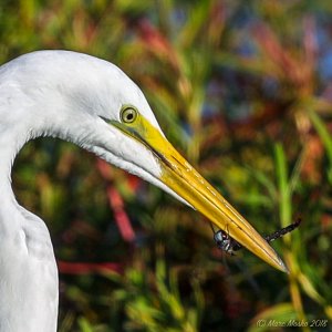 Great Egret with Dragonfly