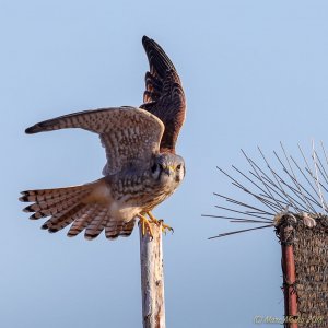 American Kestrel decamping from a post