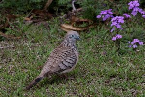 Peaceful Doves