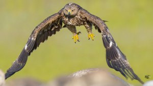 Eastern Imperial Eagle