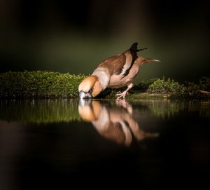 Drinking Hawfinch