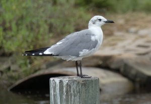 Laughing Gull