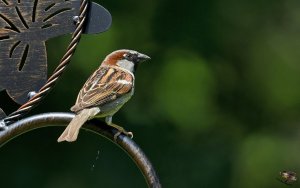 House Sparrow