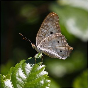 White Peacock