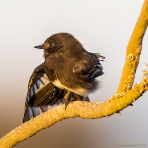 Back Phoebe Stretching Wing