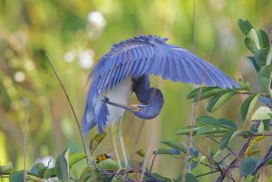 Preening on Pond Apple