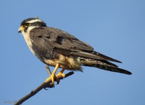 FALCAO DE COLEIRA (Falco femoralis)