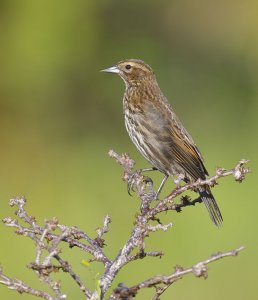 Red Winged Blackbird (the lady, my favorite)