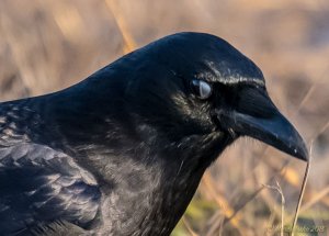 Crow caught mid-blink showing right-to-left eyelid