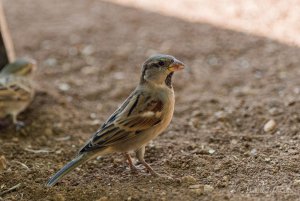 passer domesticus biblicus