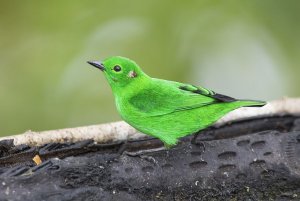 Glistening-Green Tanager
