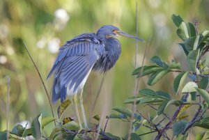 One More After Preening