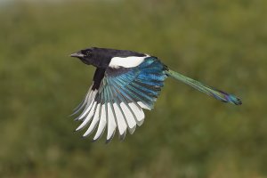 Magpie