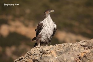 Bonelli's Eagle from our hides