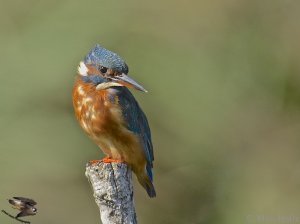 Kingfisher