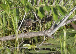 Green Heron