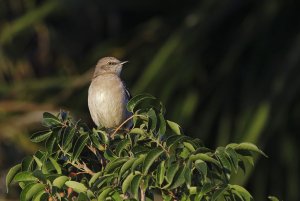 State(Florida) Bird in First Light