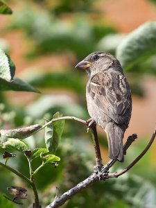 House Sparrow