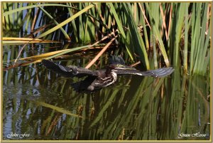 Green Heron a first for Portugal