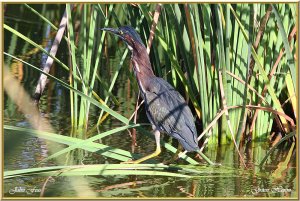 Green Heron a first for Portugal