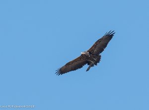 Black-chested buzzard-eagle (Geranoaetus melanoleucus)