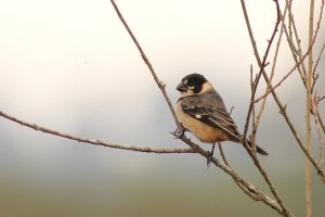 rusty-collared seedeater (male)