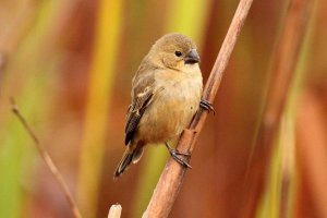 rusty-collared seedeater (female)
