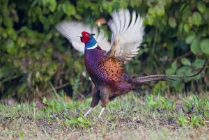 Common pheasant