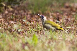 European green woodpecker