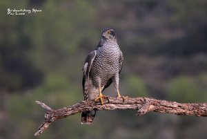 Goshawk