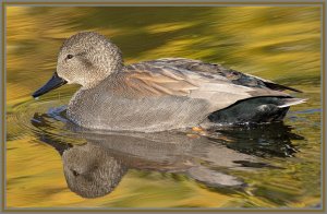 Gadwall