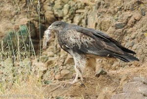 Black-chested buzzard-eagle