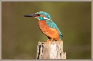 Kingfisher