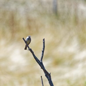 House Sparrow on a dead branch