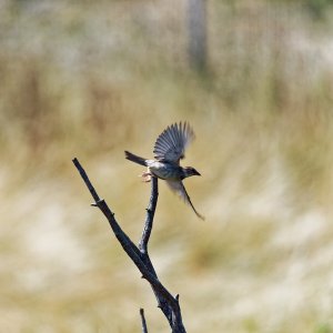 House Sparrow flying off