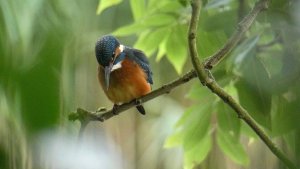 Kingfisher (Alcedo atthis)