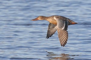 Shoveler